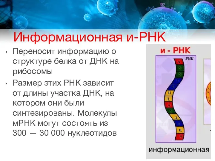 Информационная и-РНК Переносит информацию о структуре белка от ДНК на рибосомы Размер