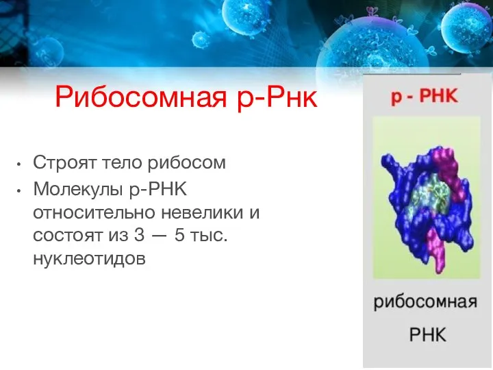 Рибосомная р-Рнк Строят тело рибосом Молекулы р-РНК относительно невелики и состоят из