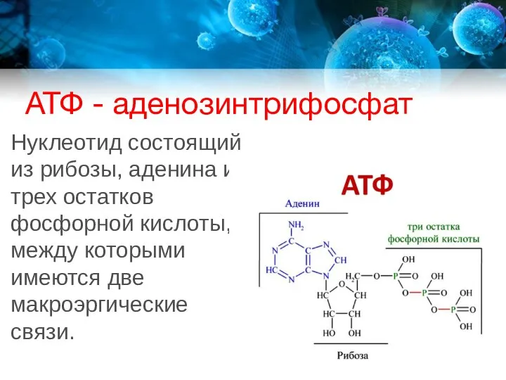 АТФ - аденозинтрифосфат Нуклеотид состоящий из рибозы, аденина и трех остатков фосфорной