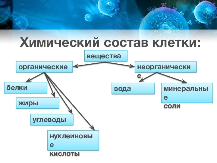 Химический состав клетки: вещества органические неорганические минеральные соли вода белки жиры углеводы нуклеиновые кислоты