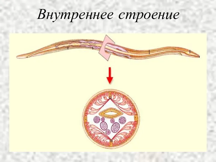 Внутреннее строение