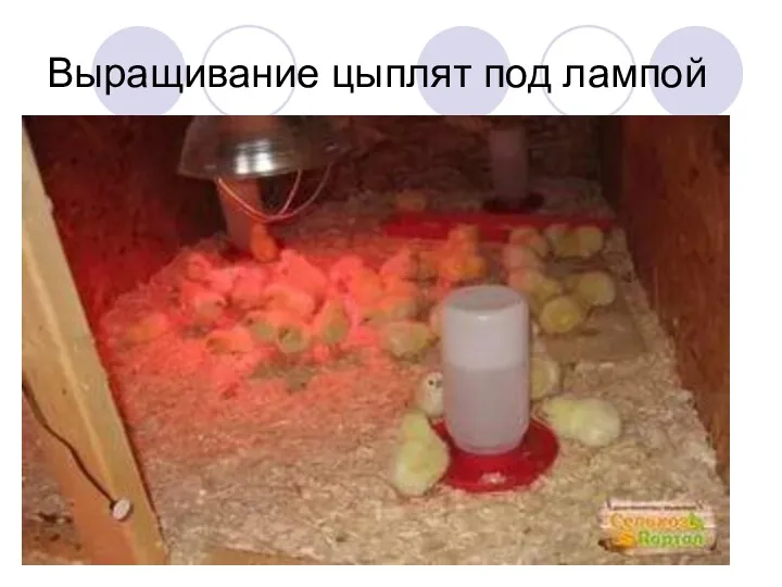Выращивание цыплят под лампой