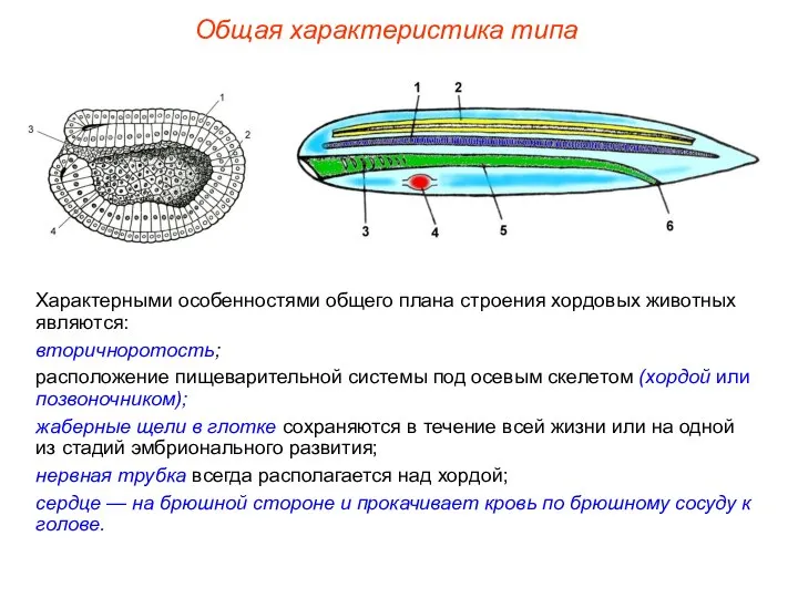 Общая характеристика типа Характерными особенностями общего плана строения хордовых животных являются: вторичноротость;