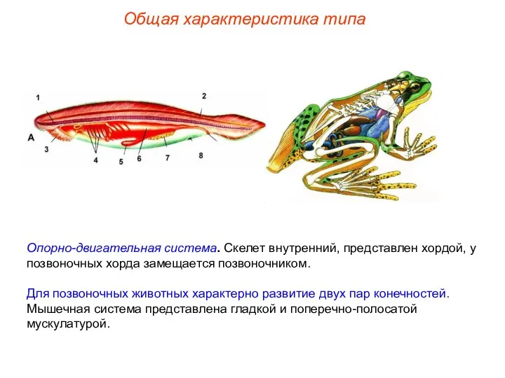 Общая характеристика типа Опорно-двигательная система. Скелет внутренний, представлен хордой, у позвоночных хорда