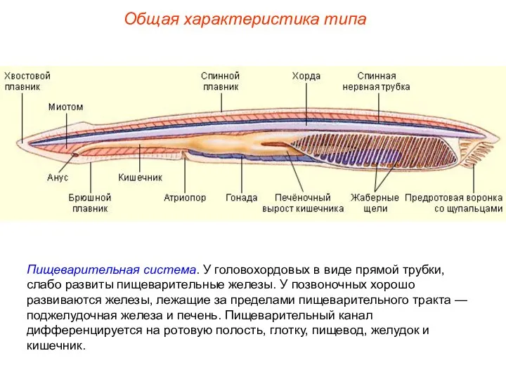 Общая характеристика типа Пищеварительная система. У головохордовых в виде прямой трубки, слабо