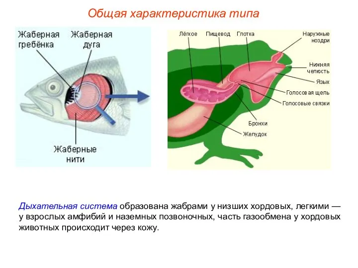 Общая характеристика типа Дыхательная система образована жабрами у низших хордовых, легкими —