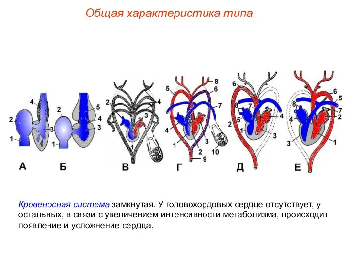 Общая характеристика типа Кровеносная система замкнутая. У головохордовых сердце отсутствует, у остальных,