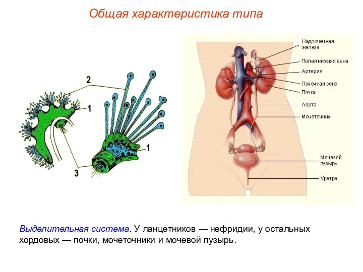 Общая характеристика типа Выделительная система. У ланцетников — нефридии, у остальных хордовых