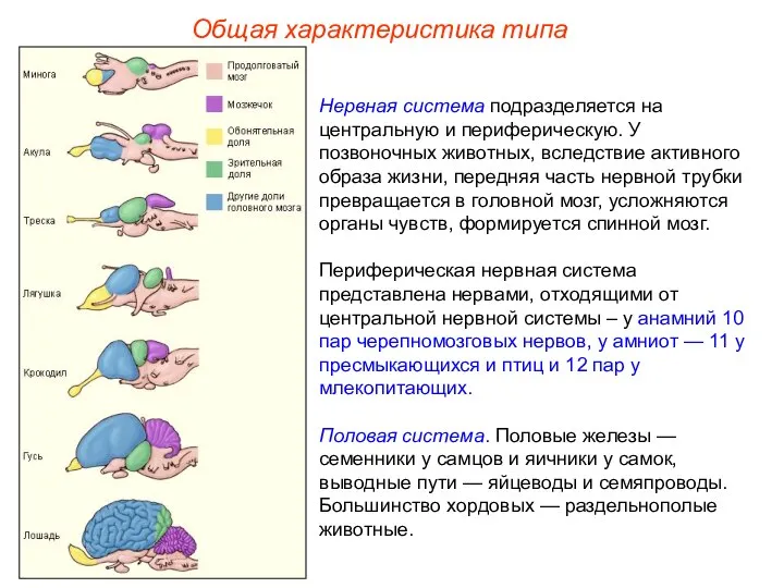 Общая характеристика типа Нервная система подразделяется на центральную и периферическую. У позвоночных