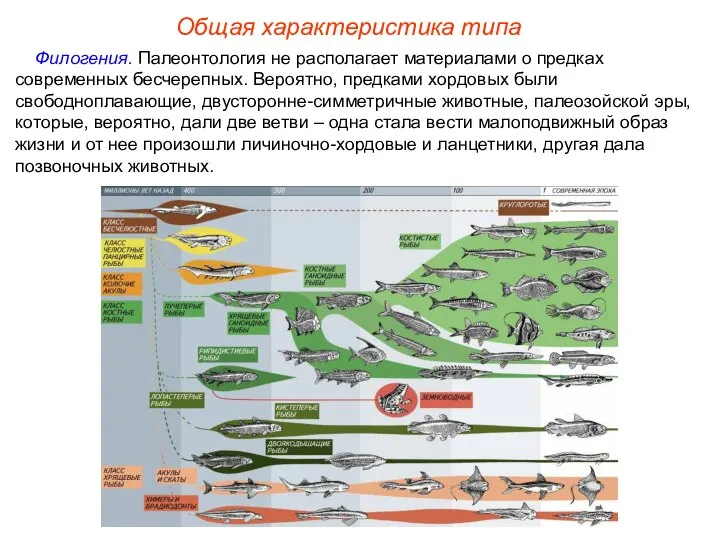 Общая характеристика типа Филогения. Палеонтология не располагает материалами о предках современных бесчерепных.