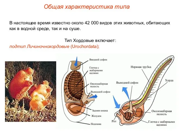 Общая характеристика типа В настоящее время известно около 42 000 видов этих