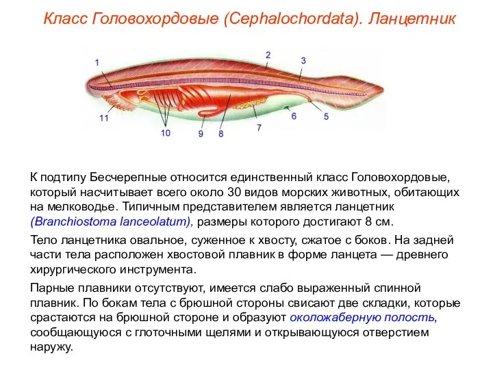 Класс Головохордовые (Cephalochordata). Ланцетник К подтипу Бесчерепные относится единственный класс Головохордовые, который