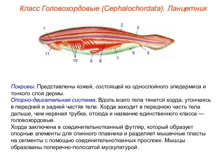 Класс Головохордовые (Cephalochordata). Ланцетник Покровы. Представлены кожей, состоящей из однослойного эпидермиса и