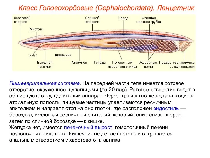 Класс Головохордовые (Cephalochordata). Ланцетник Пищеварительная система. На передней части тела имеется ротовое