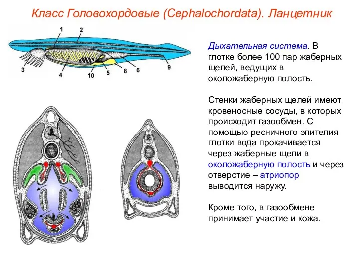 Класс Головохордовые (Cephalochordata). Ланцетник Дыхательная система. В глотке более 100 пар жаберных