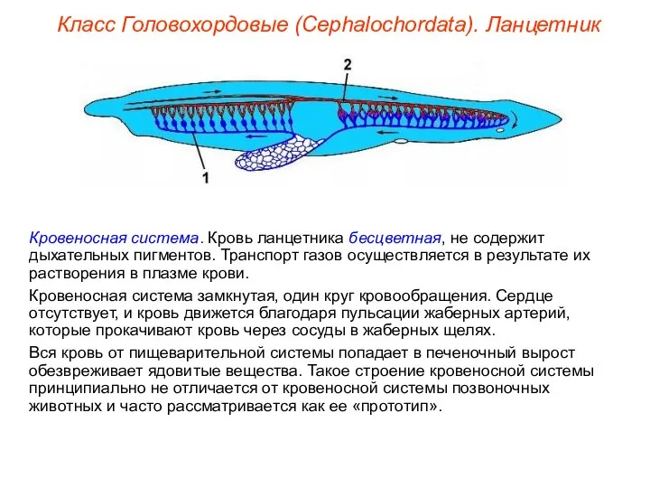 Класс Головохордовые (Cephalochordata). Ланцетник Кровеносная система. Кровь ланцетника бесцветная, не содержит дыхательных