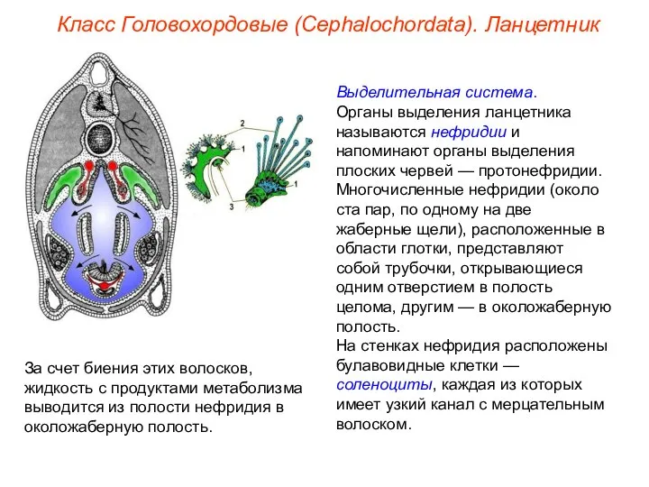 Класс Головохордовые (Cephalochordata). Ланцетник Выделительная система. Органы выделения ланцетника называются нефридии и