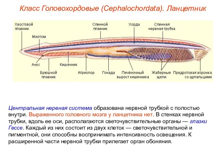 Класс Головохордовые (Cephalochordata). Ланцетник Центральная нервная система образована нервной трубкой с полостью