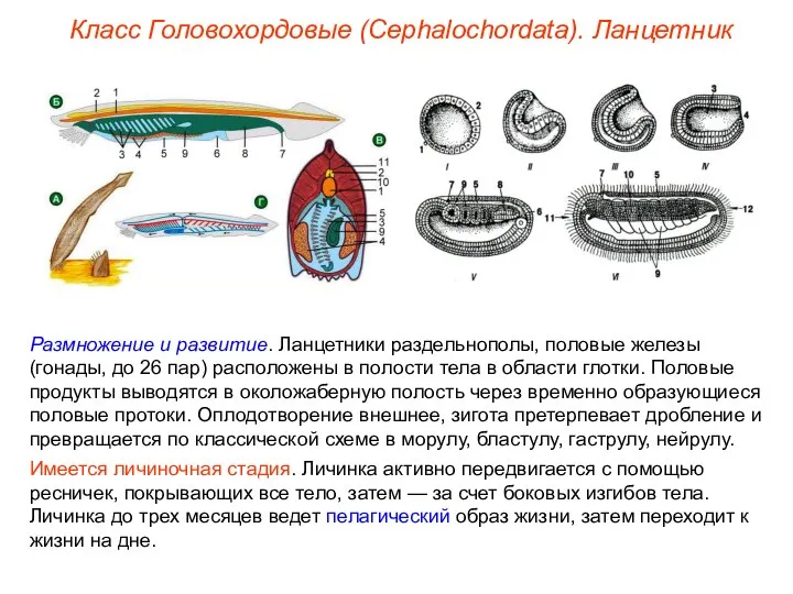 Класс Головохордовые (Cephalochordata). Ланцетник Размножение и развитие. Ланцетники раздельнополы, половые железы (гонады,