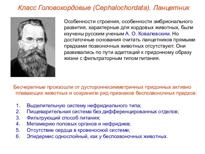 Класс Головохордовые (Cephalochordata). Ланцетник Особенности строения, особенности эмбрионального развития, характерные для хордовых