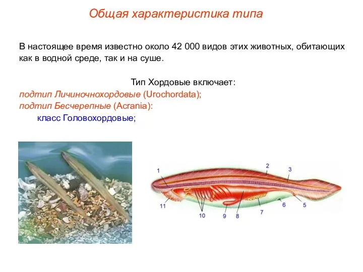 Общая характеристика типа В настоящее время известно около 42 000 видов этих