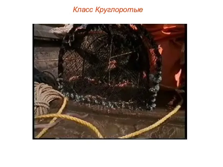 Класс Круглоротые