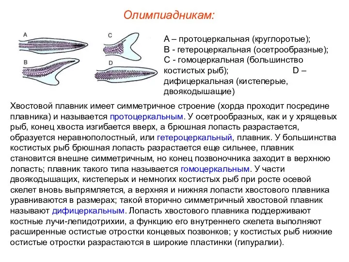 Олимпиадникам: Хвостовой плавник имеет симметричное строение (хорда проходит посредине плавника) и называется