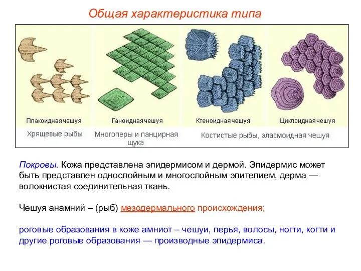 Общая характеристика типа Покровы. Кожа представлена эпидермисом и дермой. Эпидермис может быть