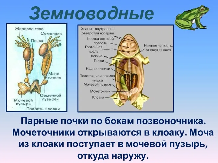 Земноводные Парные почки по бокам позвоночника. Мочеточники открываются в клоаку. Моча из