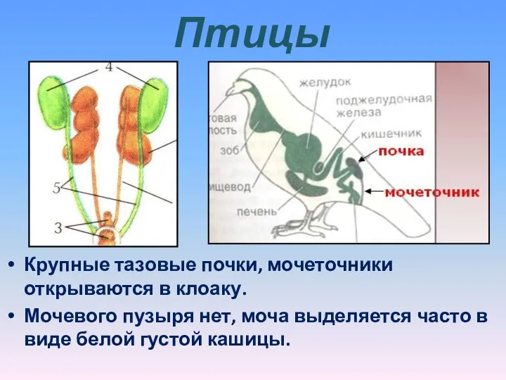 Птицы Крупные тазовые почки, мочеточники открываются в клоаку. Мочевого пузыря нет, моча