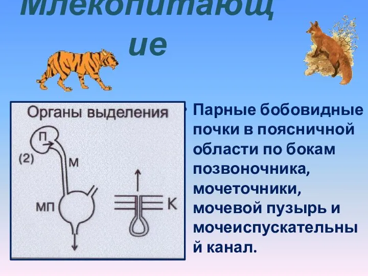 Млекопитающие Парные бобовидные почки в поясничной области по бокам позвоночника, мочеточники, мочевой пузырь и мочеиспускательный канал.