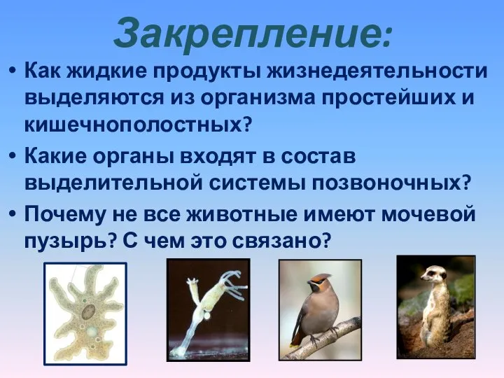 Закрепление: Как жидкие продукты жизнедеятельности выделяются из организма простейших и кишечнополостных? Какие