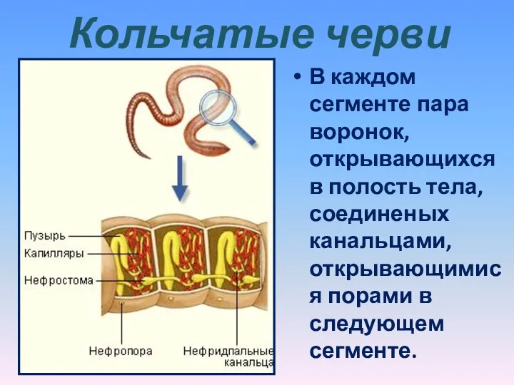 Кольчатые черви В каждом сегменте пара воронок, открывающихся в полость тела, соединеных