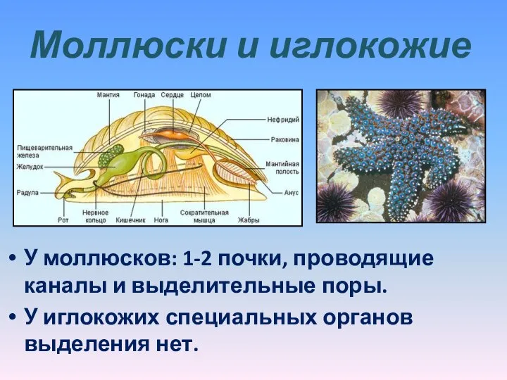 Моллюски и иглокожие У моллюсков: 1-2 почки, проводящие каналы и выделительные поры.
