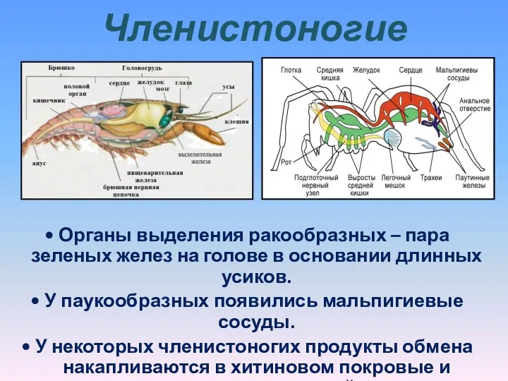 Членистоногие • Органы выделения ракообразных – пара зеленых желез на голове в