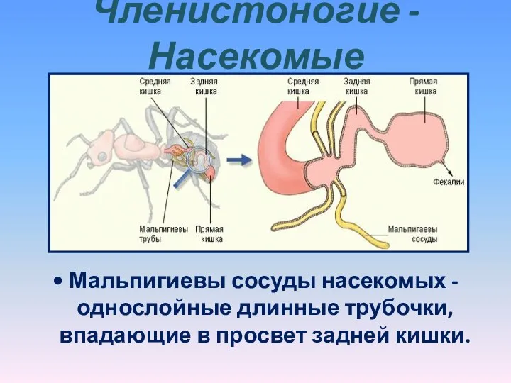 Членистоногие - Насекомые • Мальпигиевы сосуды насекомых - однослойные длинные трубочки, впадающие в просвет задней кишки.