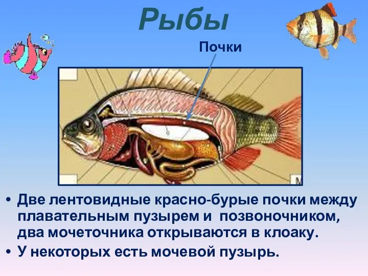 Рыбы Две лентовидные красно-бурые почки между плавательным пузырем и позвоночником, два мочеточника