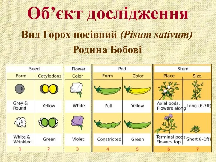 Об’єкт дослідження Вид Горох посівний (Pisum sativum) Родина Бобові