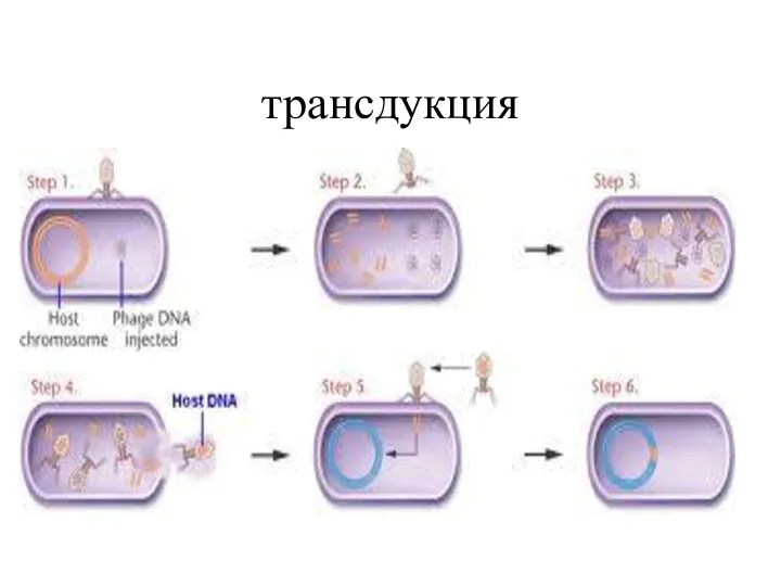 трансдукция