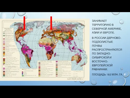 ЗАНИМАЕТ ТЕРРИТОРИЮ В СЕВЕРНОЙ АМЕРИКЕ, АЗИИ И ЕВРОПЕ. В РОССИИ ДЕРНОВО-ПОДЗОЛИСТЫЕ ПОЧВЫ