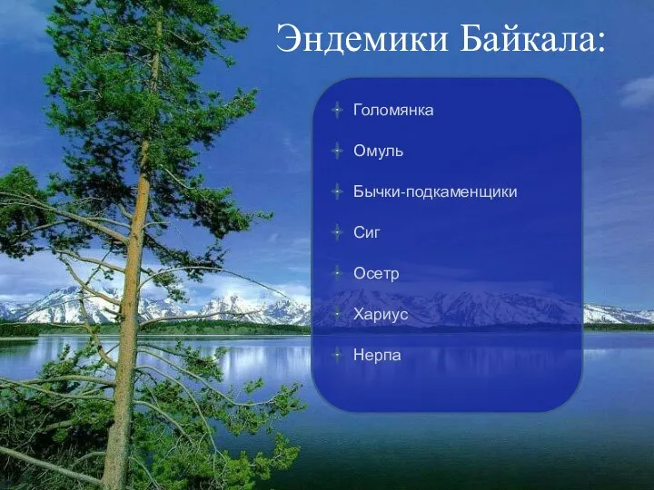 Эндемики Байкала: Голомянка Омуль Бычки-подкаменщики Сиг Осетр Хариус Нерпа