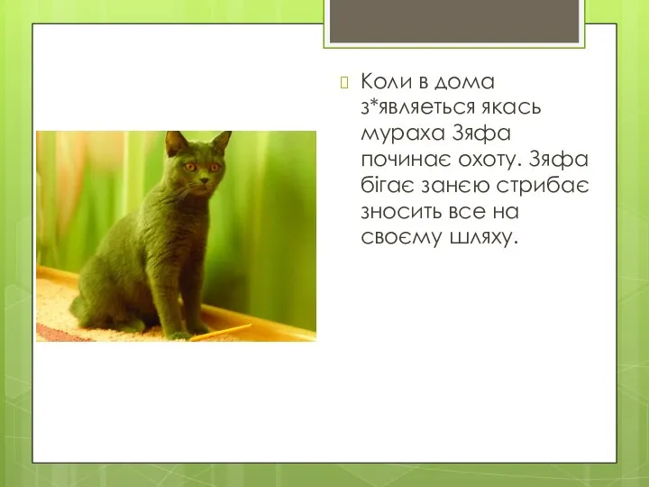 Коли в дома з*являеться якась мураха Зяфа починає охоту. Зяфа бігає занєю