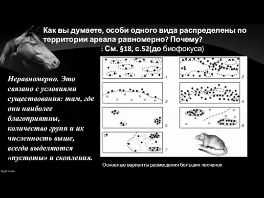 Основные варианты размещения больших песчанок Как вы думаете, особи одного вида распределены