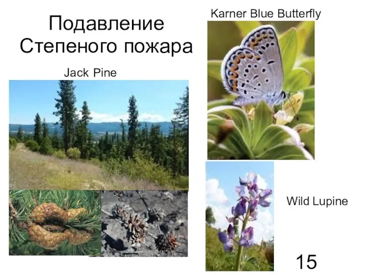 Подавление Cтепеного пожара Jack Pine Karner Blue Butterfly Wild Lupine