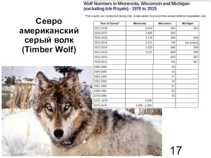 Севро американский серый волк (Timber Wolf)
