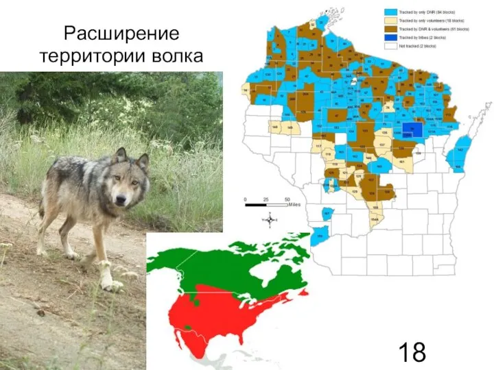 Расширение территории волка
