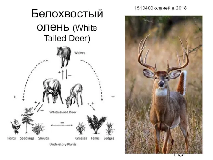 Белохвостый олень (White Tailed Deer) 1510400 оленей в 2018