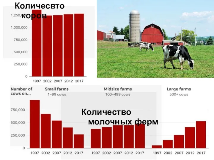 Количесвто коров Количество молочных ферм