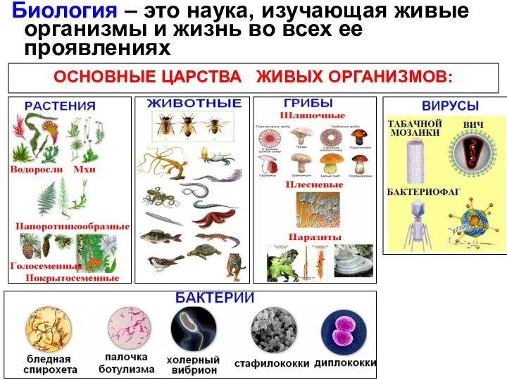 Биология – это наука, изучающая живые организмы и жизнь во всех ее