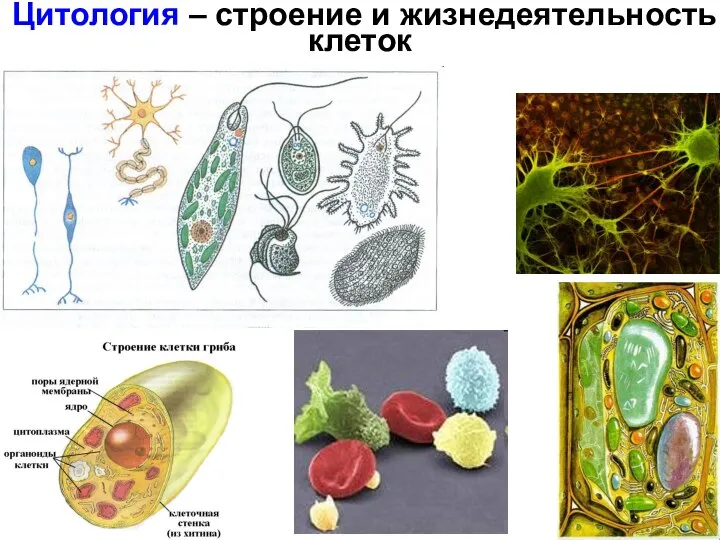 Цитология – строение и жизнедеятельность клеток